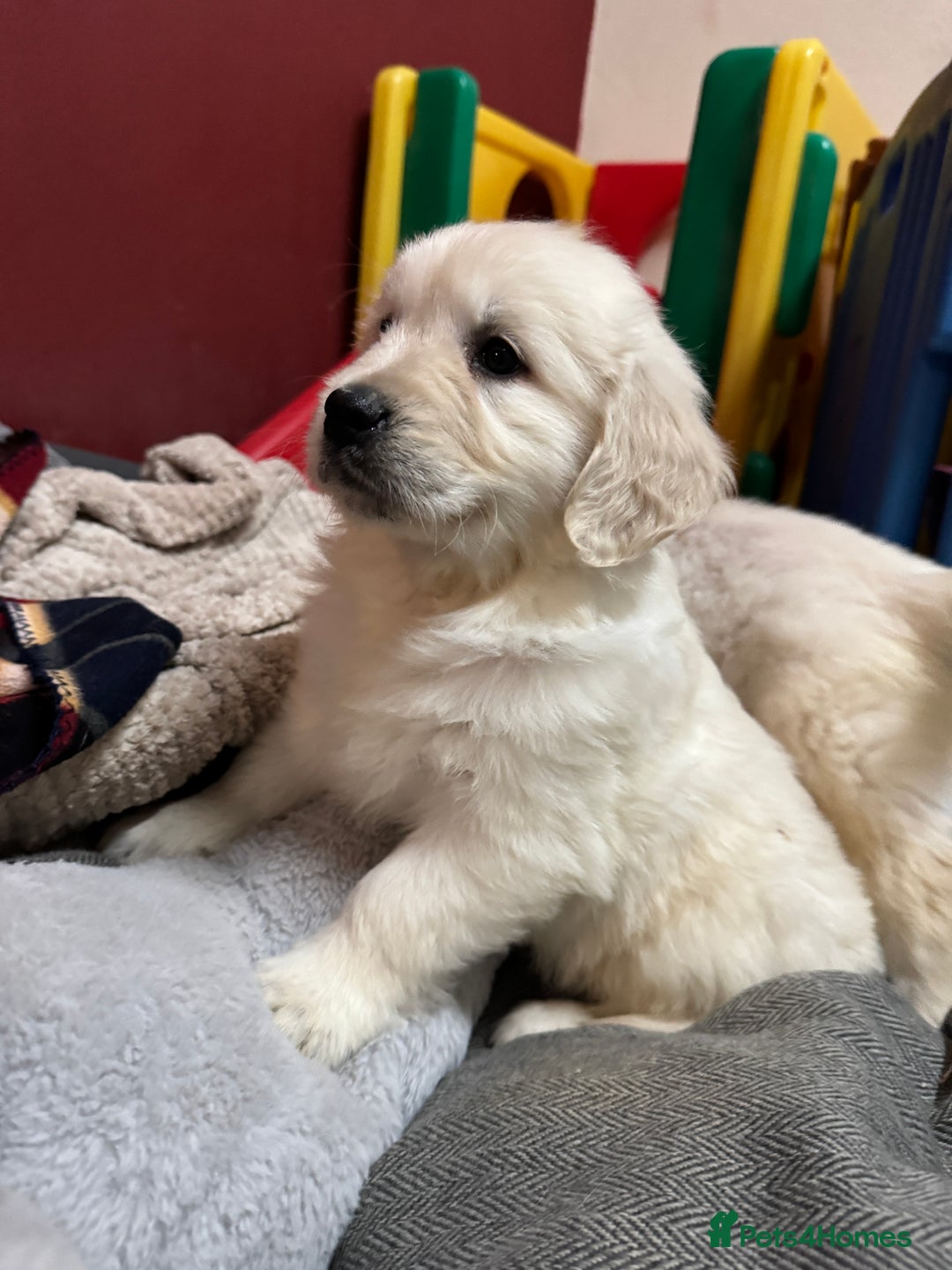 Golden Retriever dogs for sale: KC, Extensively Health tested Parents. Snow white - Image 6