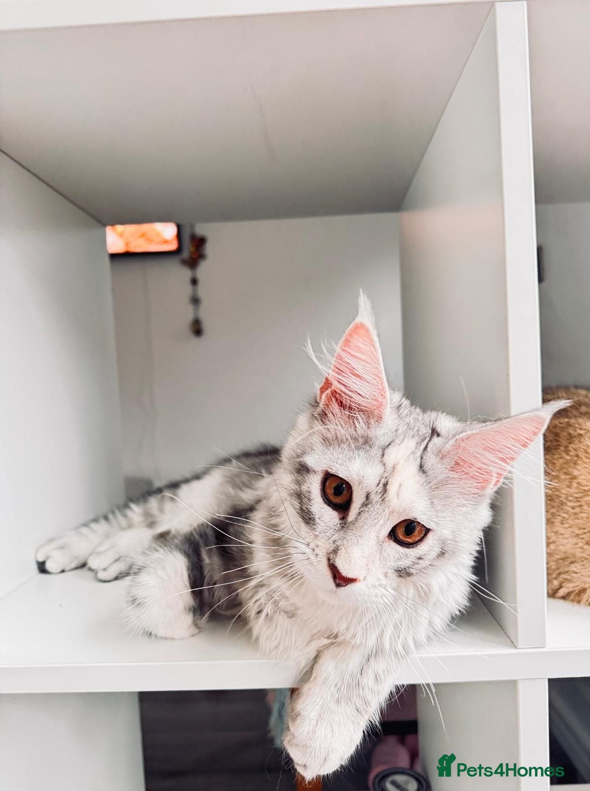 Maine Coon cats Beautiful Maine Coon girl TICA REG - Advert 2