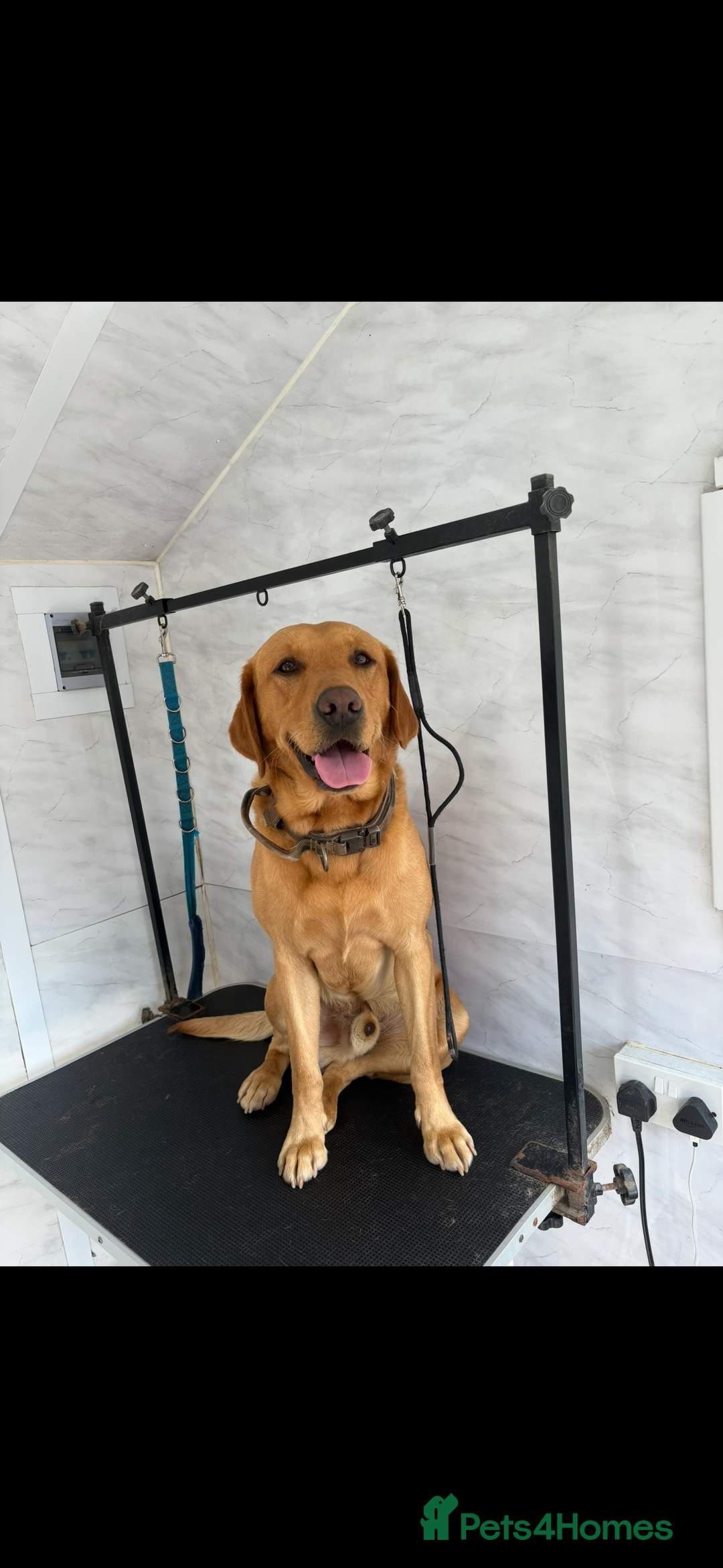 Labrador Retriever dogs for stud: Labrador retriever for stud  - Advert 8