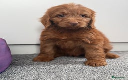 Cockapoo dogs for sale: Beautiful cockapoo puppies  - Image 1