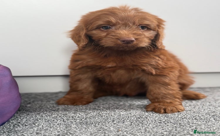 Cockapoo dogs - Advert 1