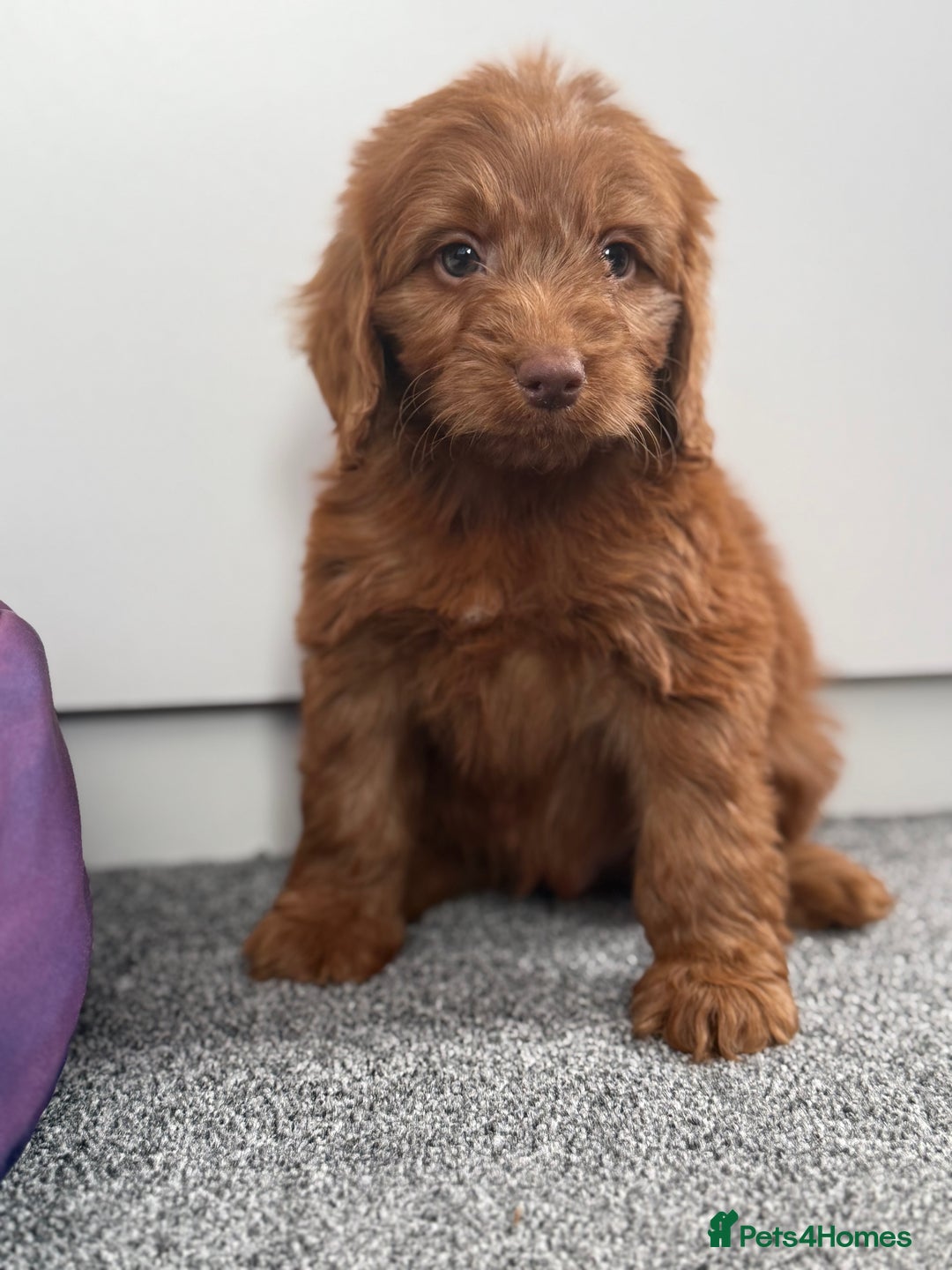Cockapoo dogs for sale: Beautiful cockapoo puppies  - Image 1