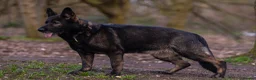 German Shepherd dogs for sale: Health tested Czech German shepherd puppies - Advert 6