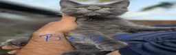 Maine Coon cats for sale: Beautiful main coon  - Advert 6