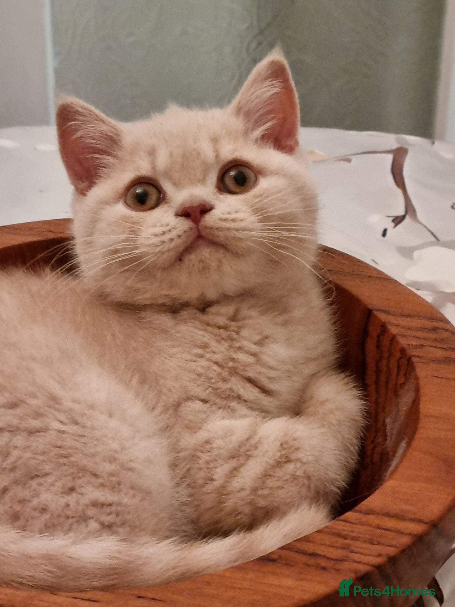 British Shorthair cats Cream British Shorthair boy  - Advert 10