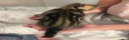 Mixed Breed cats for sale: 5 kittens for sale in Leeds - Advert 7