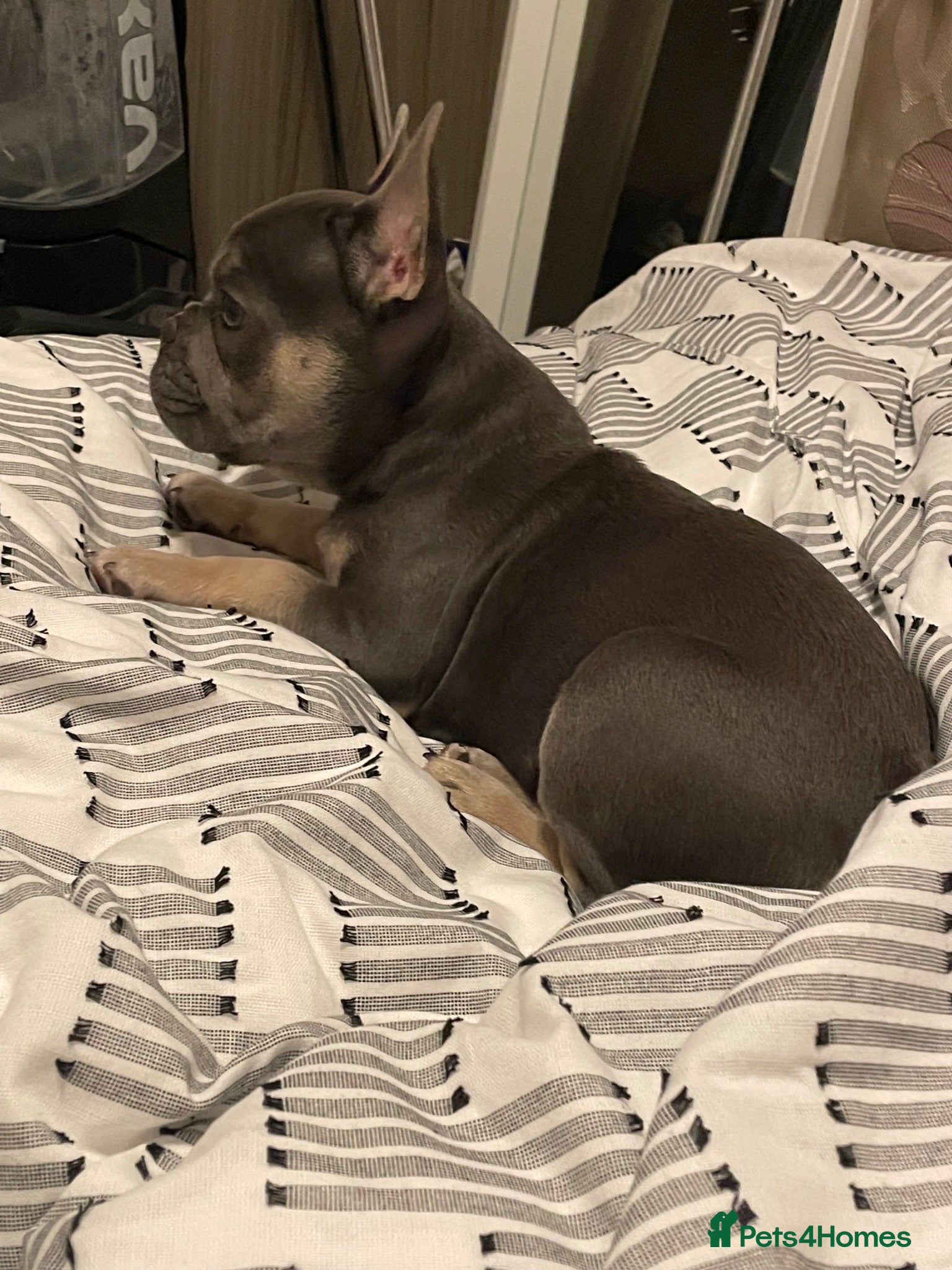 French Bulldog dogs 4 year old Male blue and tan French bulldog.  - Advert 12