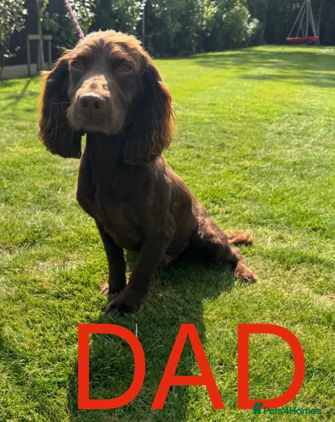 Cocker Spaniel dogs for sale: 8 beautiful working cocker spaniel puppies - Advert 11