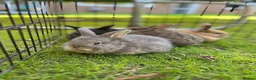 Mini Lop rabbits for sale: Mini Lop Pure Bred Bunnies  - Advert 3