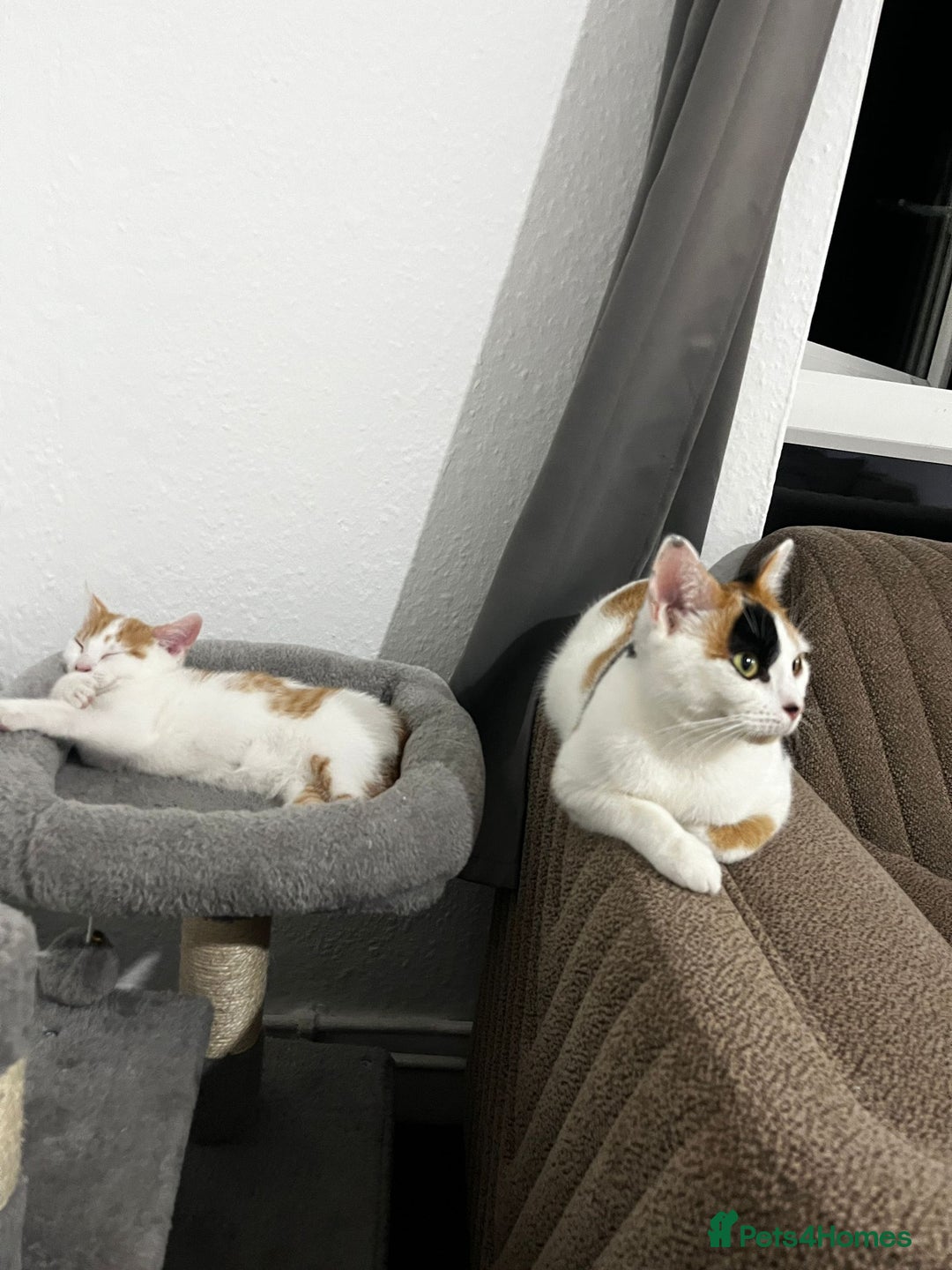 Mixed Breed cats for sale: calico male kitten READY TO LEAVE - Image 22