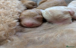 Goldendoodle dogs for sale: Gorgeous Goldendoodles  - Image 9
