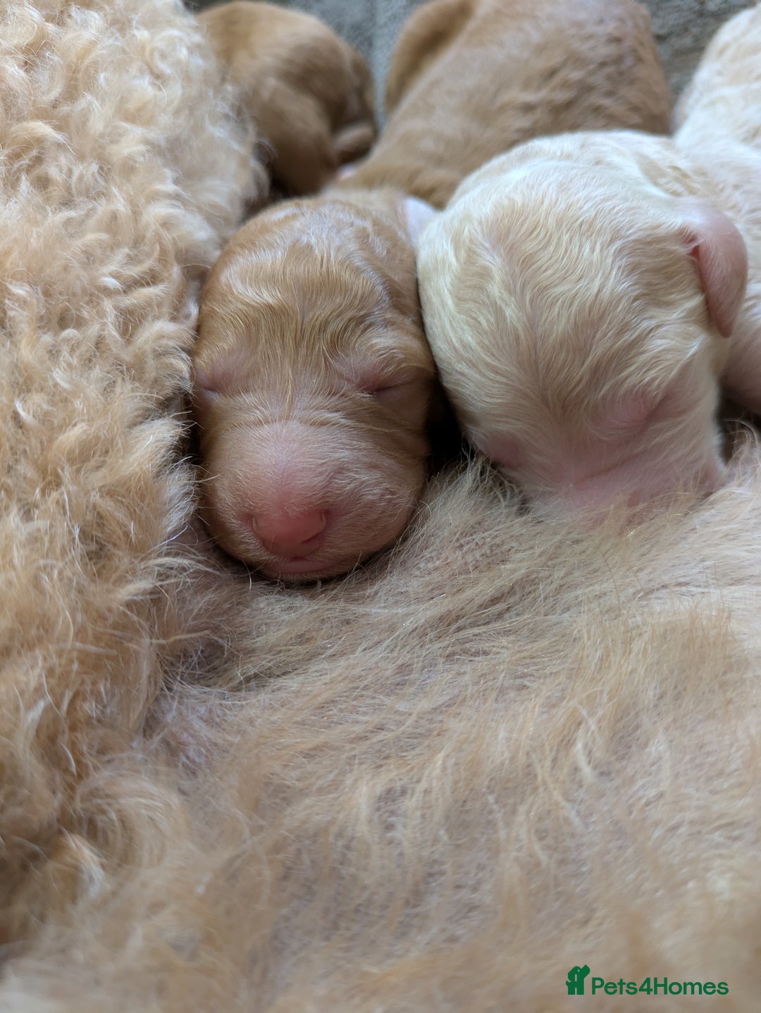 Goldendoodle dogs for sale: Gorgeous Goldendoodles  - Image 9