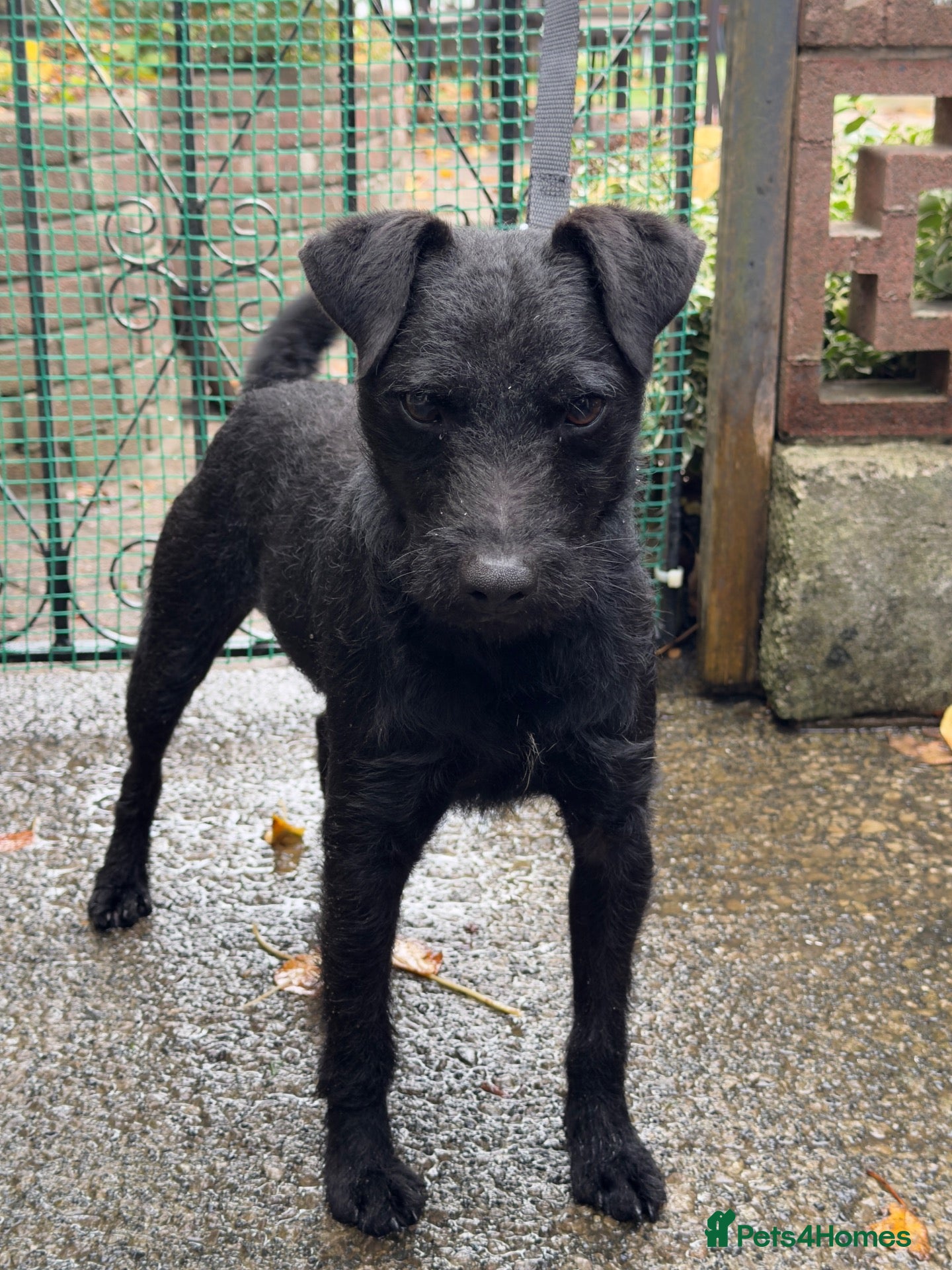 Patterdale Terrier dogs Patterdale terrier for stud - Advert 1