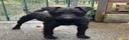 Patterdale Terrier dogs for stud: Patterdale terrier for stud in Burnley - Advert 1