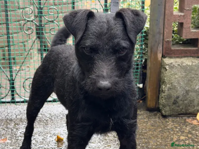 Patterdale Terrier dogs Patterdale terrier for stud - Advert 1