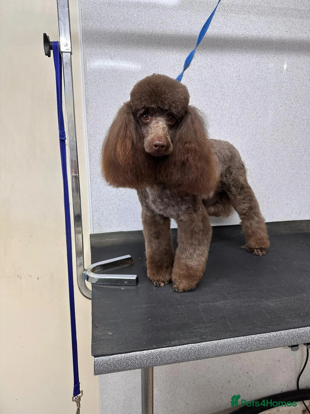 Toy Poodle dogs for stud: Chocolate full health tested toy poodle in Wrexham - Advert 5
