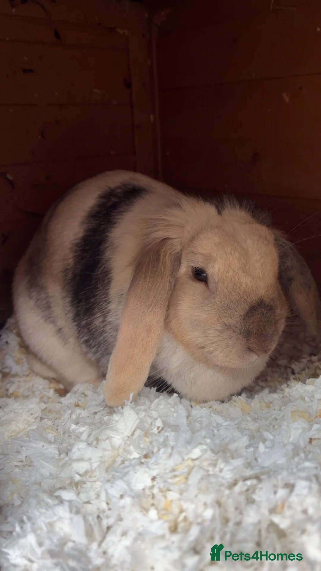 Lionhead rabbits for sale: Lionhead female rabbit  - Advert 3