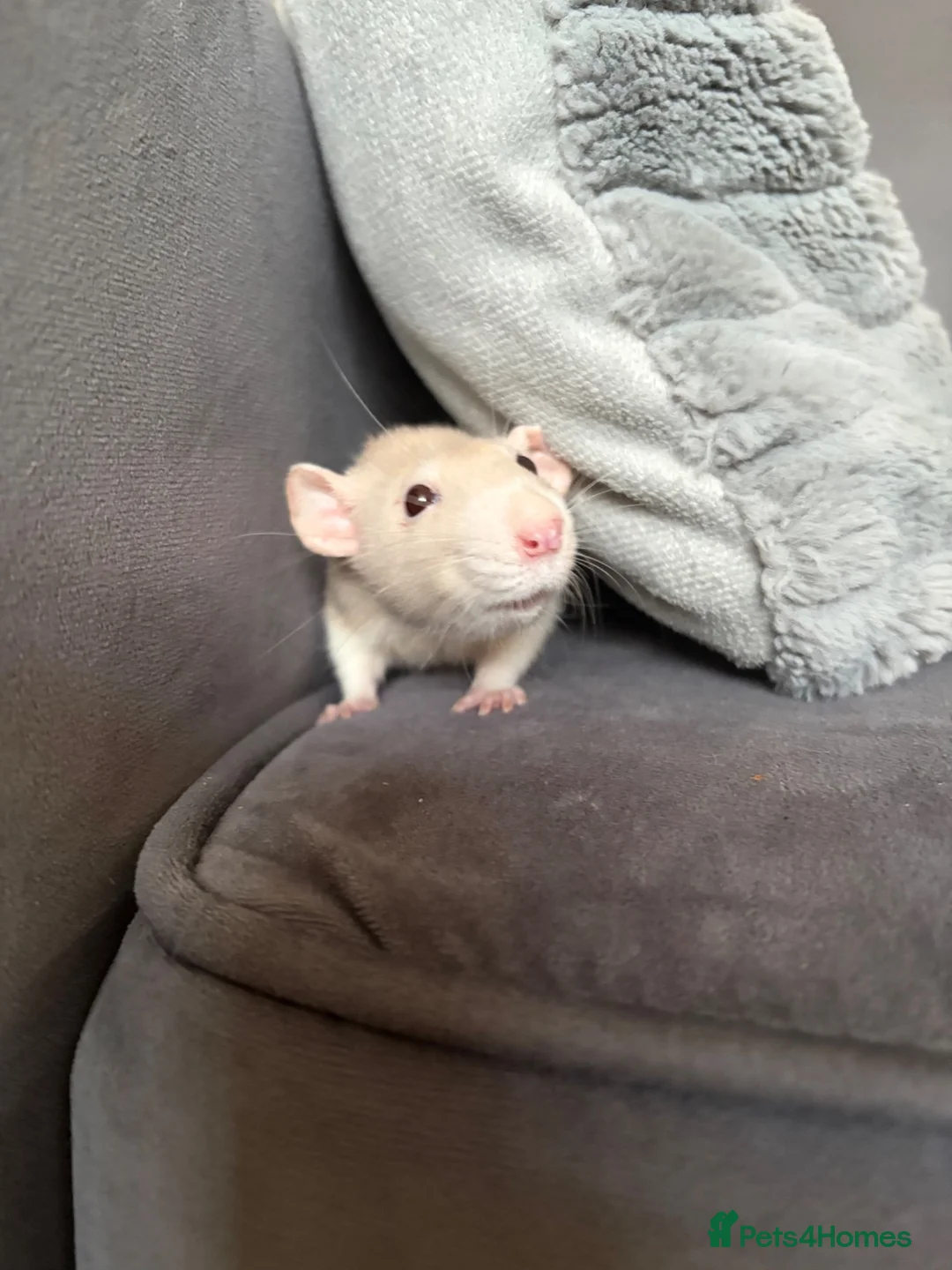 Rat rodents for sale: Bonded Pair of Rats - Advert 4