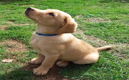 Labrador Retriever dogs for sale: Two Beautiful Little Boys - Image 3