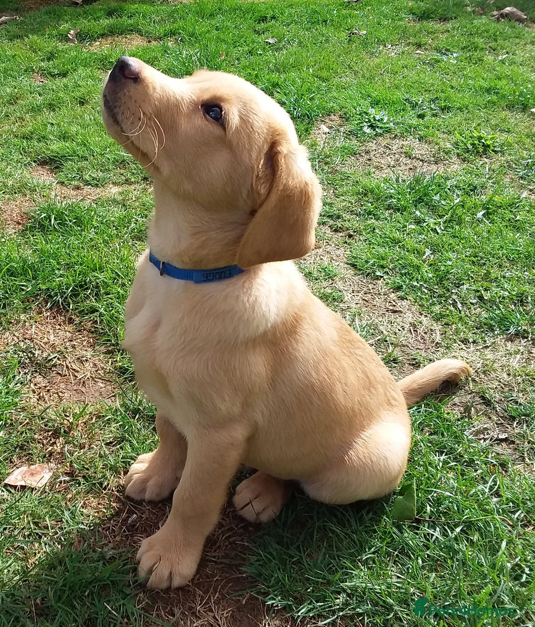 Labrador Retriever dogs for sale: Two Beautiful Little Boys - Image 3