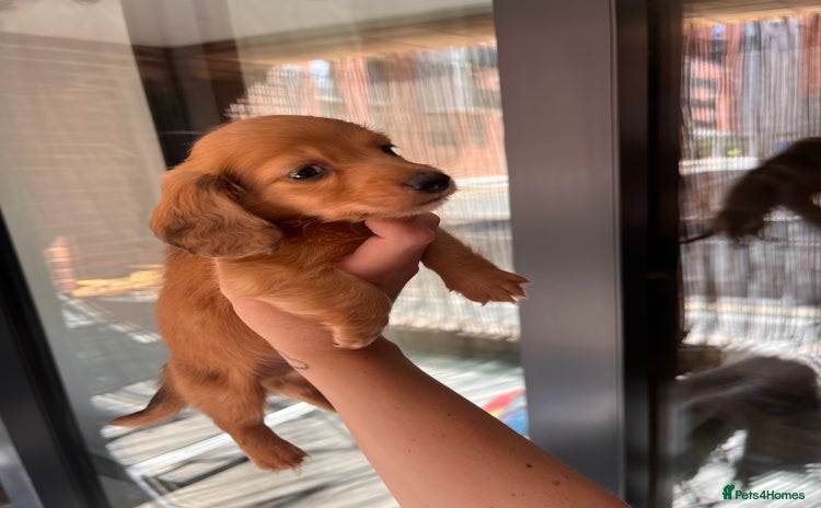 Dachshund dogs - Advert 15