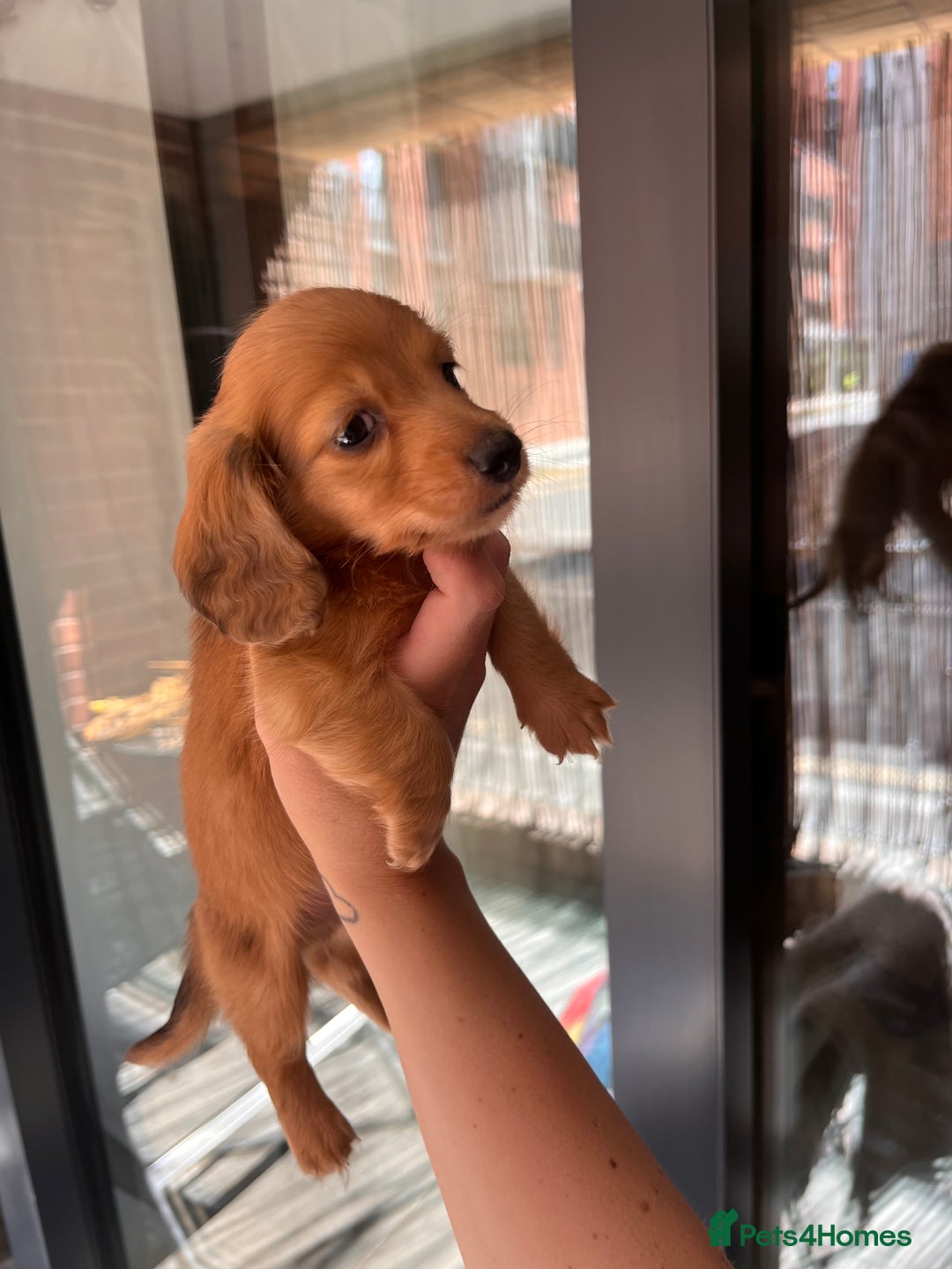 Dachshund dogs for sale: Fluffy Dachshund puppy  - Image 1