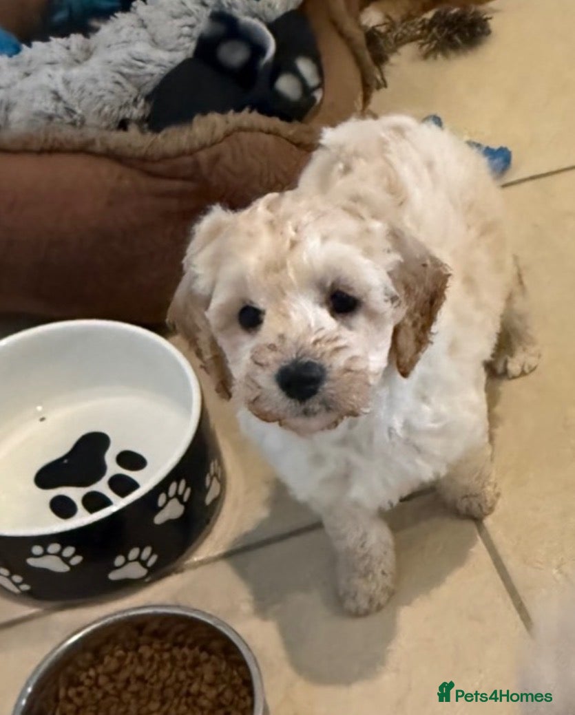 Cavapoochon dogs Toy Cavapoo-chon Puppies (TOY CAVAPOOCHON) - Advert 3