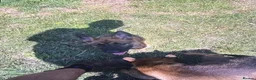 Mixed Breed dogs for sale: Belgian Malinois × German Shepherd Puppies 4 in Radstock - Advert 15