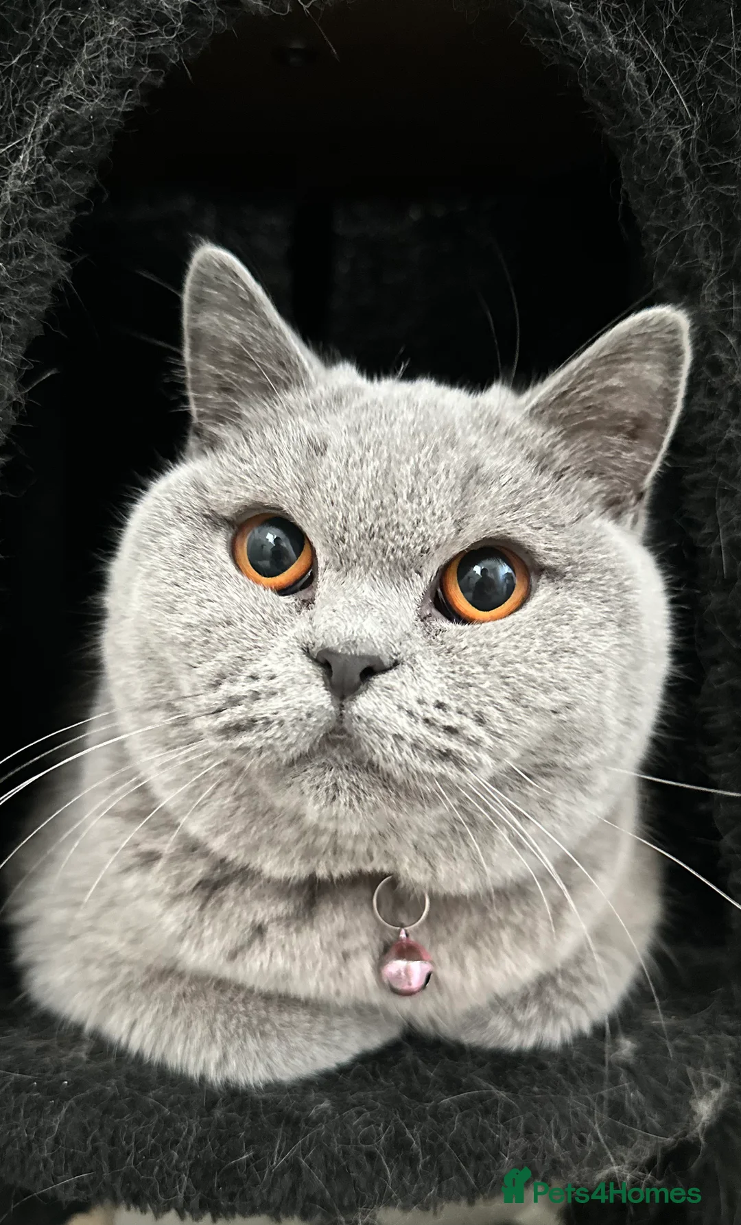 British Shorthair cats for sale: Lovely GCCF Registered British Shorthair Girl - Advert 2