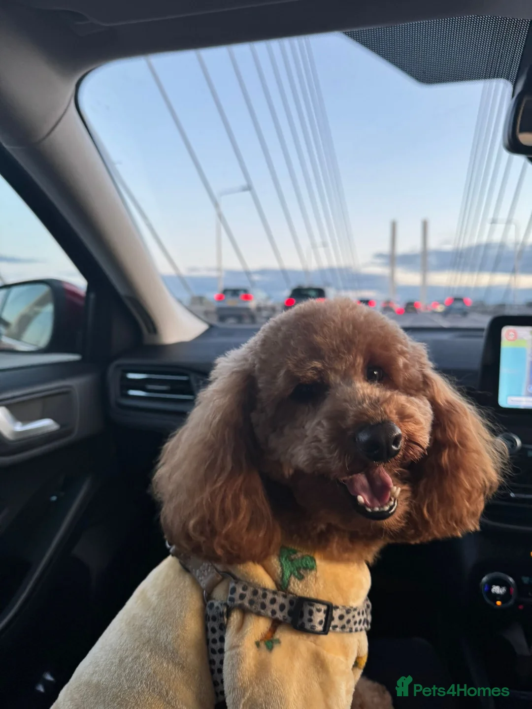 Toy Poodle dogs for stud: toy poodle for stud  - Advert 7