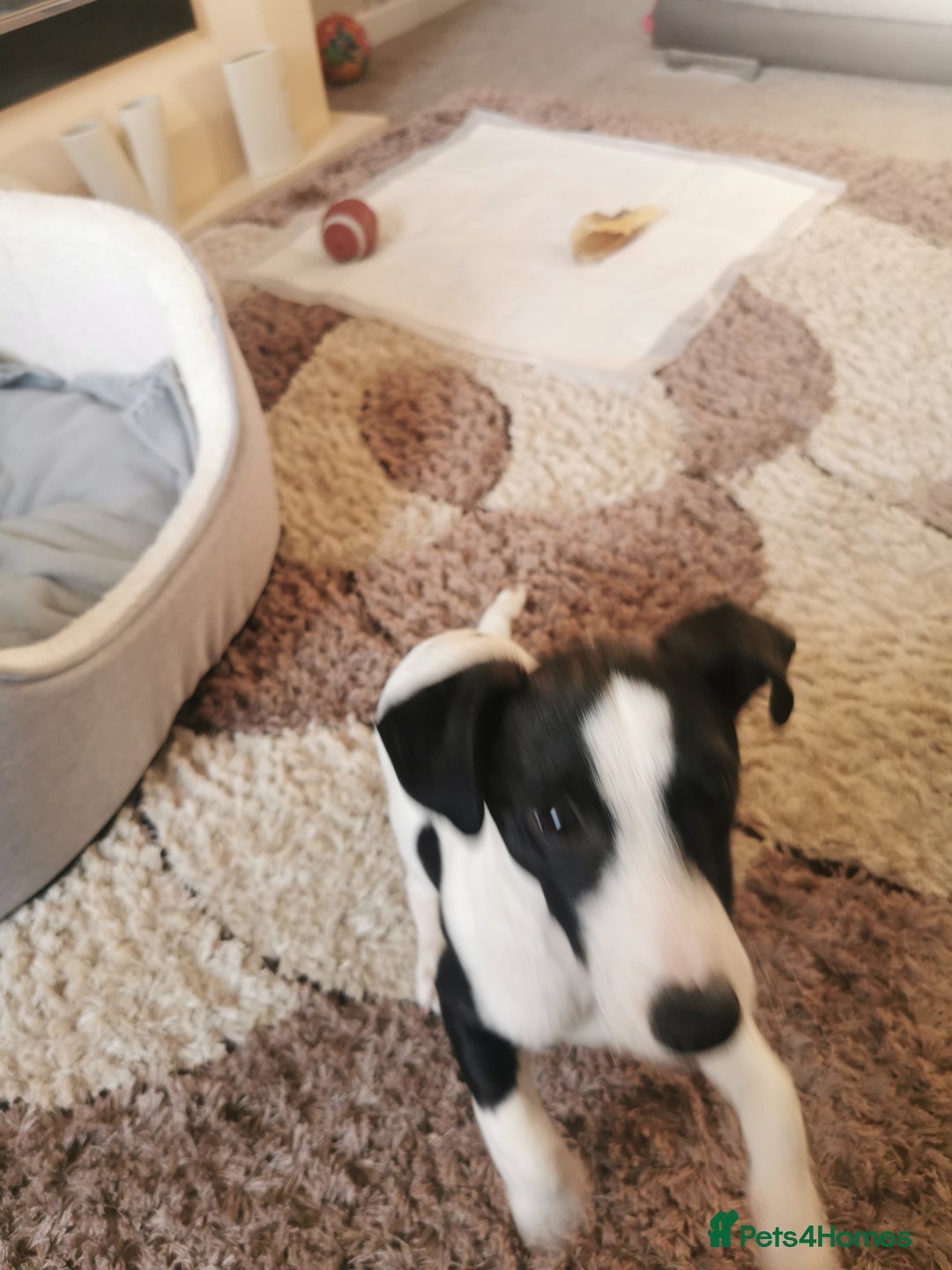Jack Russell dogs for sale: Male jack russell - Image 3