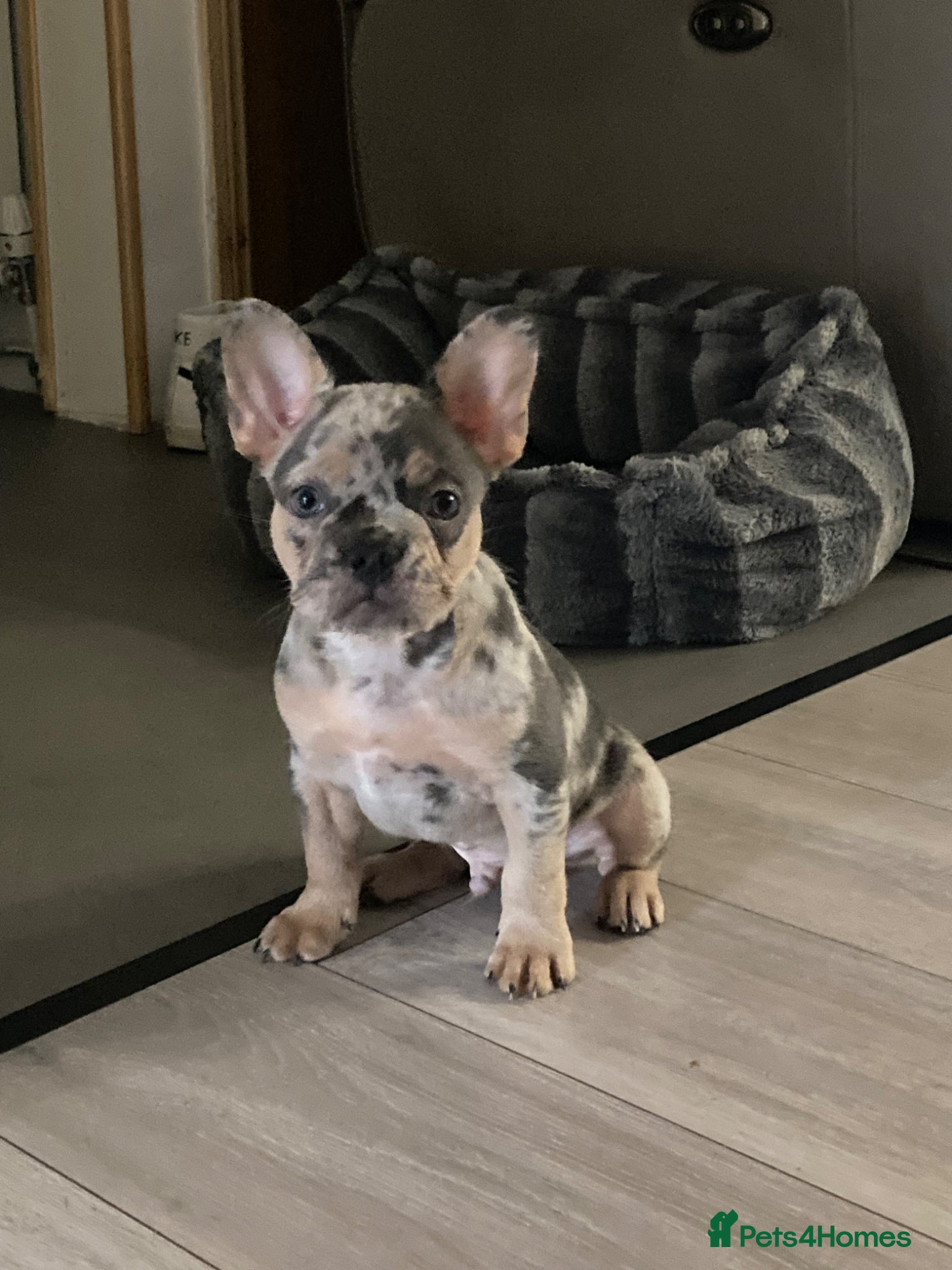 French Bulldog dogs French bulldog puppies  - Advert 3