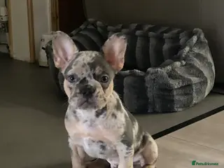 French Bulldog dogs French bulldog puppies - Advert 3