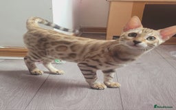 Bengal cats for sale: Bengal kittens (Tica regi.) 2 boys left - Image 8