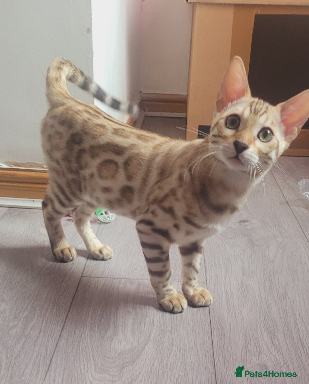 Bengal cats for sale: Bengal kittens (Tica regi.) 2 boys left - Image 8
