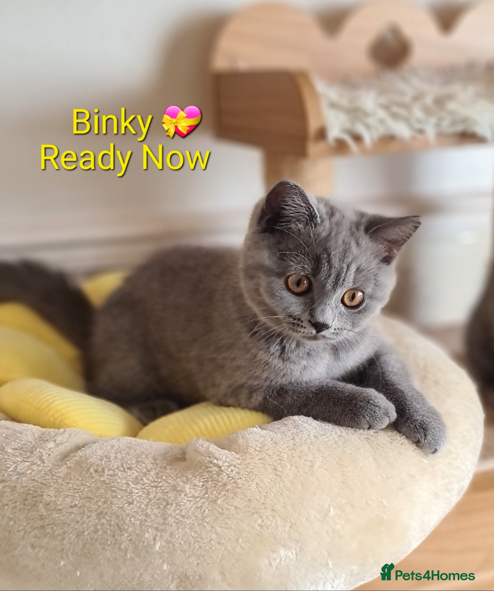 British Shorthair cats GCCF reg. Full vaccination BritishShorthair kitten - Advert 2