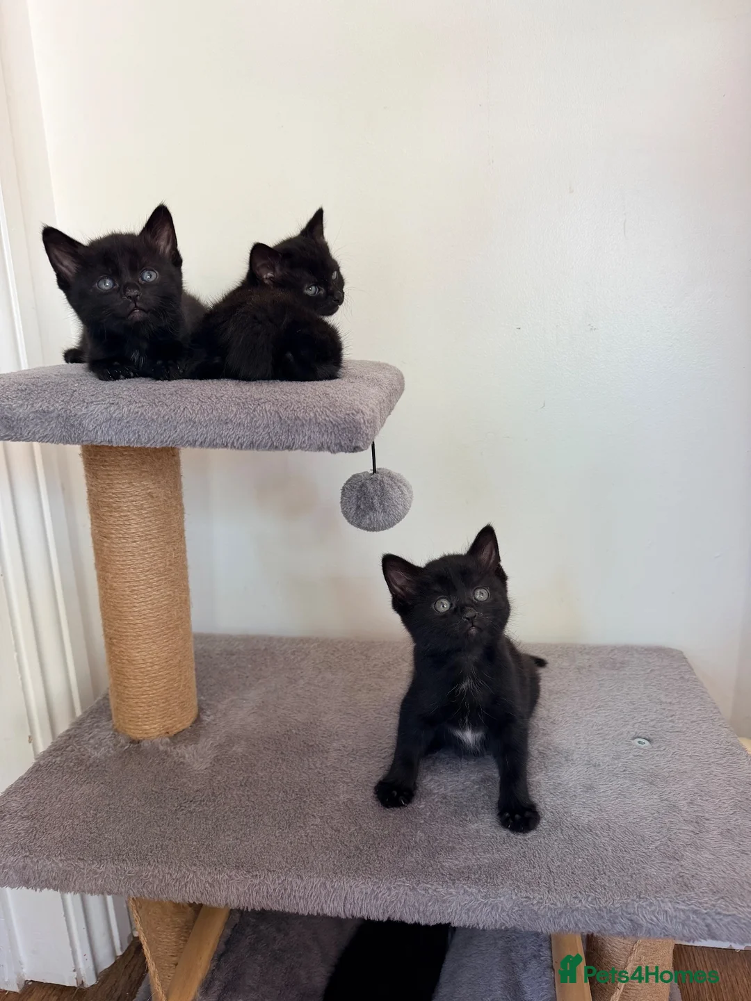 Mixed Breed cats for sale: 4 female kittens  - Advert 7