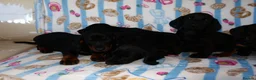 Mixed Breed dogs for sale: I have 6 beautiful Docker spaniels for sale - Advert 4