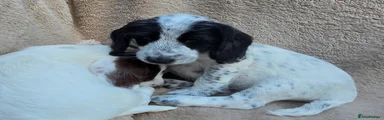 Cocker Spaniel Puppy 5