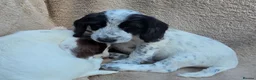 Cocker Spaniel dogs for sale: Beautiful litter of unusual colour Cocker spaniel  - Advert 12