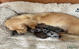 Miniature Dachshund dogs for sale: Long haired mini male dachshunds pups KC reg  - Image 17