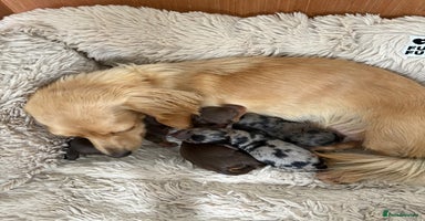 Miniature Dachshund dogs - Advert 6