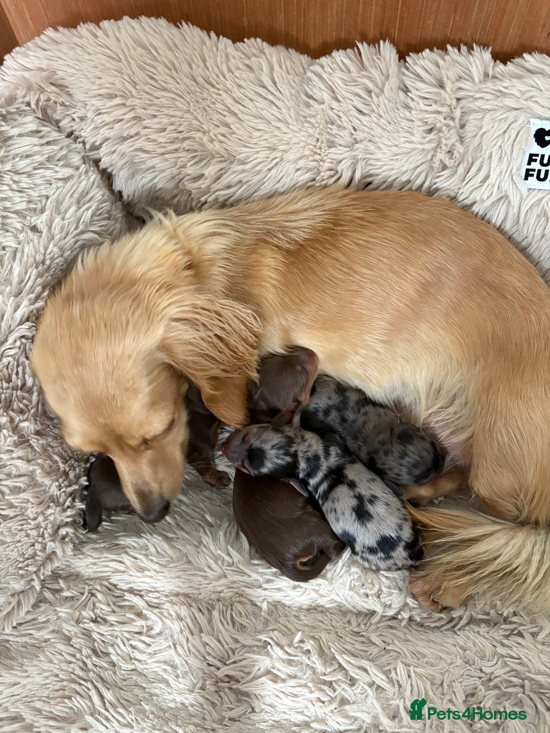 Miniature Dachshund dogs for sale: Long haired mini male dachshunds pups KC reg  - Image 17