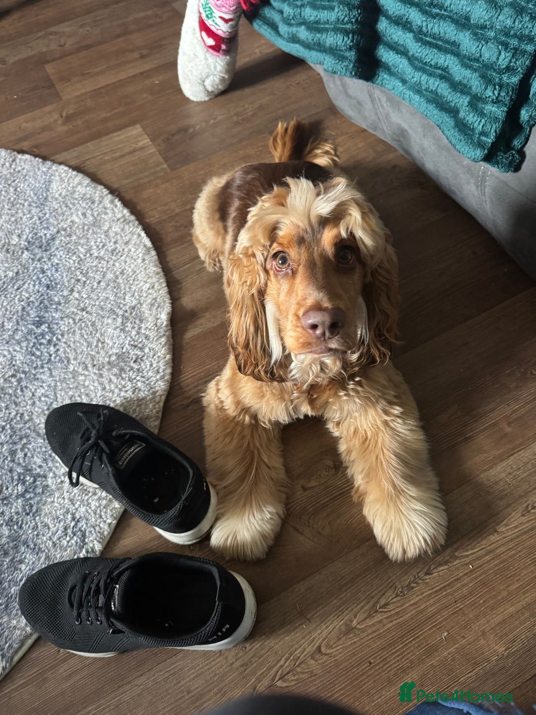 Cockapoo dogs for stud: Cockapoo for stud  - Image 2