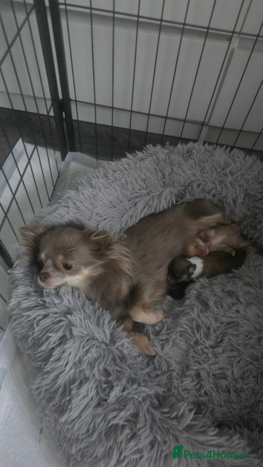 Chihuahua dogs for sale: Teacup chihuahuas  - Advert 7