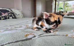 Bengal cats for sale: Bengal kittens 4 pure bangals 5 bengal x kittens - Image 31
