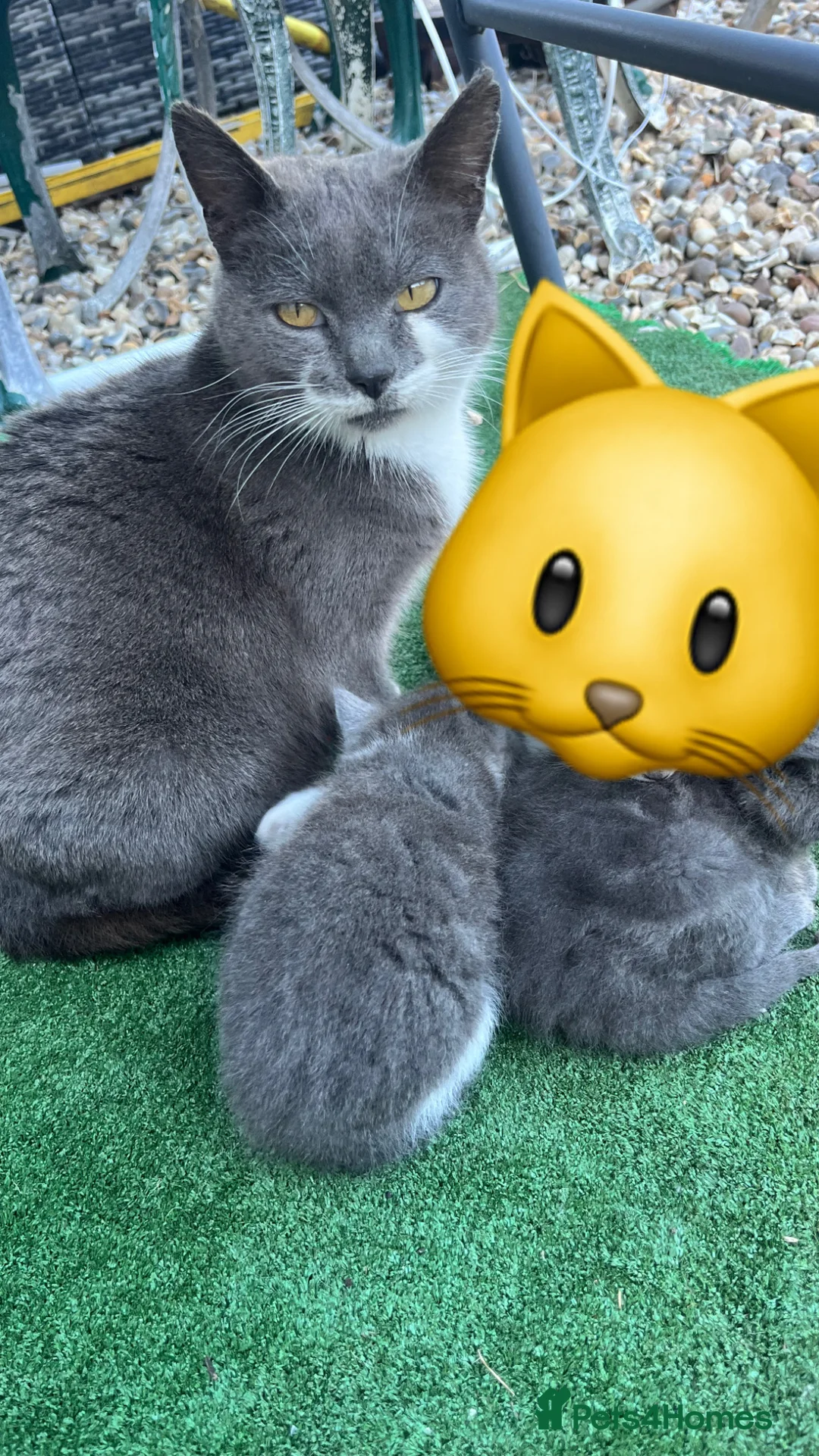 Mixed Breed cats for sale: Mixed breed Kittens  - Advert 1