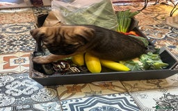 Border Terrier dogs for sale: KC Reg baby border 12 weeks FULLY Vaccinated - Image 7