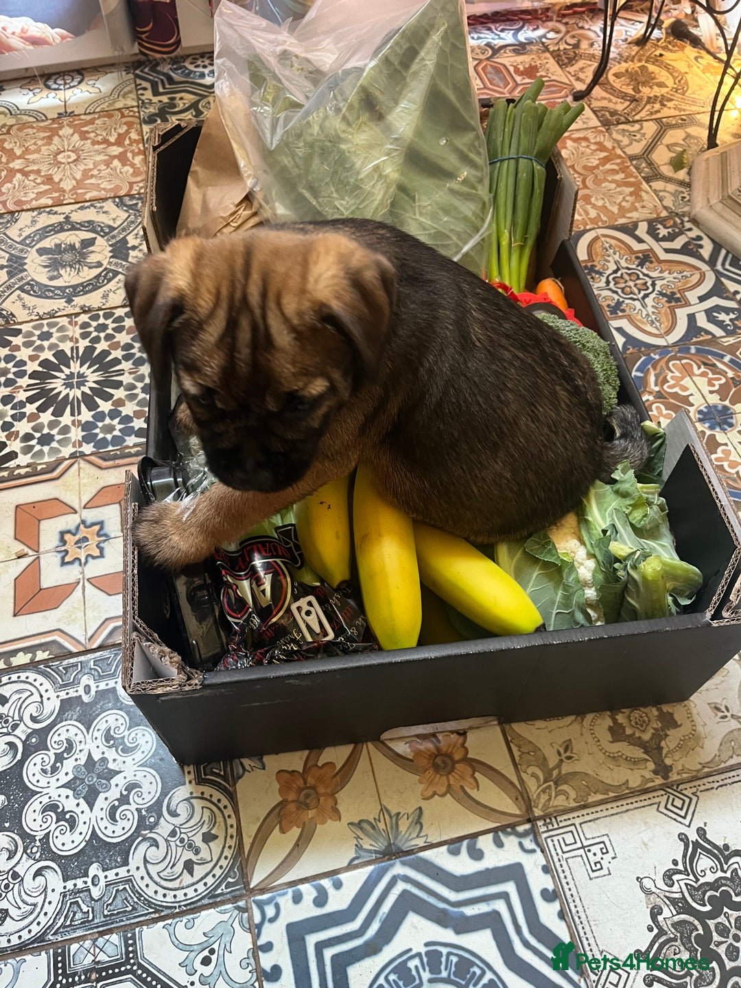 Border Terrier dogs for sale: KC Reg baby border 12 weeks FULLY Vaccinated - Image 7