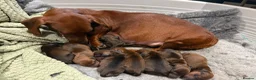 Dachshund dogs for sale: Beautiful standard Girl  - Advert 2